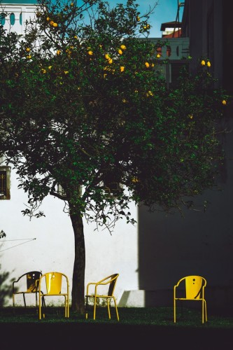 Mateusz Gzik - Lemon Tree / Lisboa. Fotografia, plakat do mieszkania, dekoracja na ścianę.