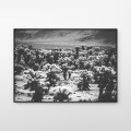 Joshua Tree National Park - fotografia, plakat do mieszkania.