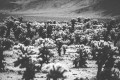 Joshua Tree National Park - fotografia, plakat do mieszkania.