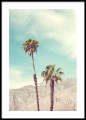 Palm Springs - palmy - fotografia, plakat do mieszkania. 