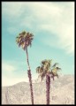Palm Springs - palmy - fotografia, plakat do mieszkania. 