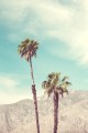 Palm Springs - palmy - fotografia, plakat do mieszkania. 