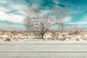Desert road tree