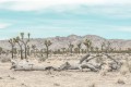 Joshua Tree Park - pustynia, fotografia, plakat. 