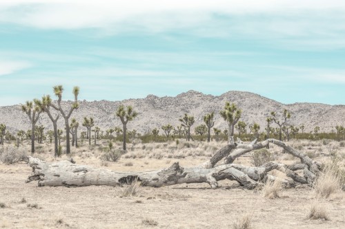 Joshua Tree Park - pustynia, fotografia, plakat. 