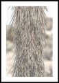 Joshua tree deatil - detal drzewa, fotografia, plakat.