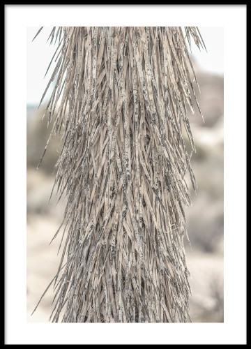 Joshua tree deatil - detal drzewa, fotografia, plakat.
