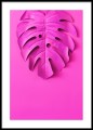 Fotografia - różowa monstera. Plakat.