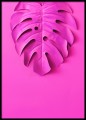 Fotografia - różowa monstera. Plakat.