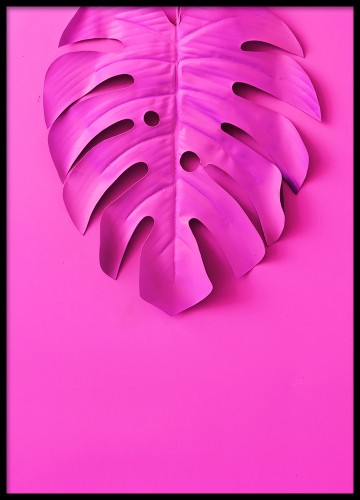 Fotografia - różowa monstera. Plakat.