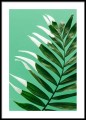 Fotografia. Plakat zielony - palma