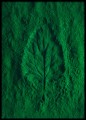 Fotografia - Listek, liść, chlorofil. Plakat na ścianę.  