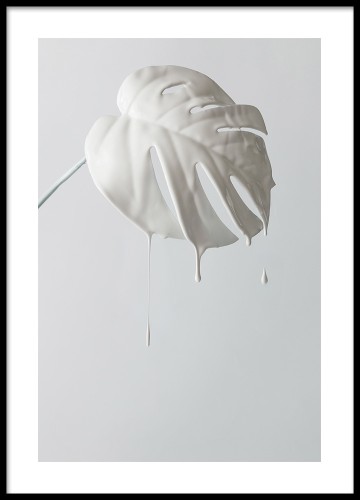 Plakat monstera. Fotografia na ścianę. 