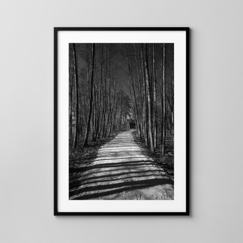 Droga w lesie - fotografia, plakat na ścianę. 