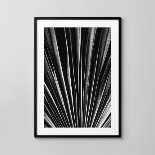 Liść palmy - fotografia botaniczna. Fotoposter.  