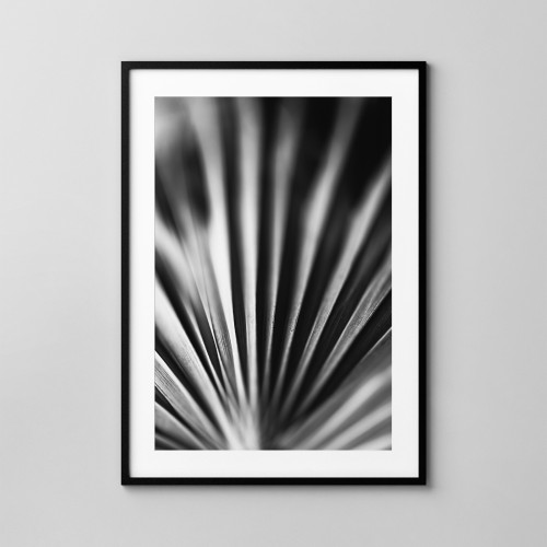 Fotografia botaniczna, liść palmy. Fotoposter. 