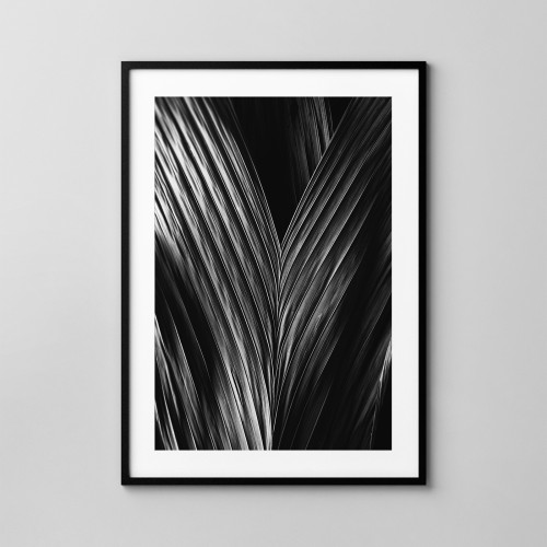 Fotografia botaniczna, liść palmy. Fotoposter. 