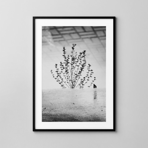 Drzewo w kałuży. Fotografia autorska. Plakat na ścianę. 