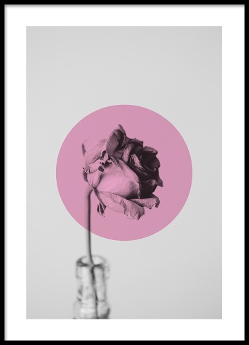 Różowa róża. Plakat na ścianę. Fotografia